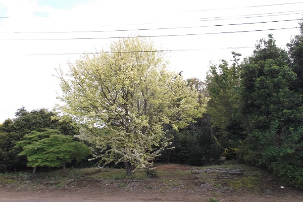 花散里